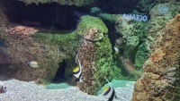 Wimpelfisch (Heniochus acuminatus)